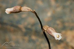 Small potato orchid