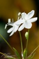 Native iris