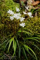 Native iris
