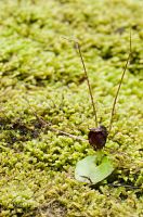 Spider orchid