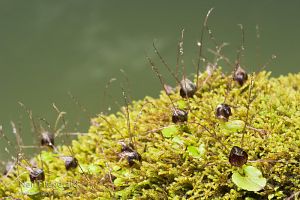 Spider orchid