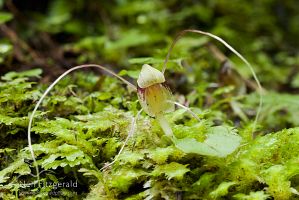Spider orchid