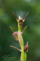 Horned orchid