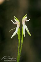 Green fingers orchid