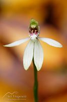 Green fingers orchid