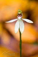Green fingers orchid