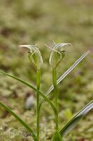 Greenhood orchid