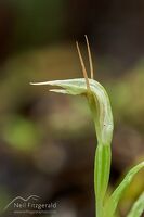 Greenhood orchid