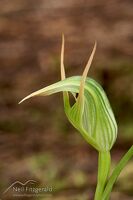 Greenhood orchid