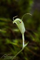 Trowel-leaved orchid flower