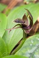 Bird orchid