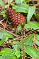 Bird orchid