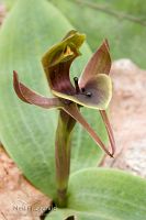 Bird orchid