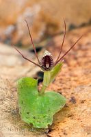 Spider orchid