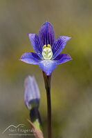 Swamp sun orchid