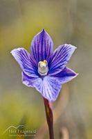 Swamp sun orchid