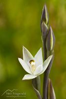 White sun orchid