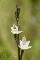 White sun orchid