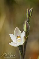 White sun orchid