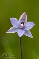 Spotted sun orchid