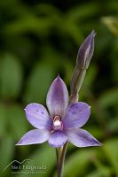 Spotted sun orchid