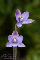 Spotted sun orchid