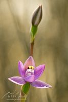 Sun orchid