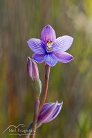 Striped sun orchid