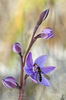 Striped sun orchid