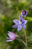 Striped sun orchid