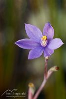 Striped sun orchid