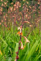 Watsonia flowers