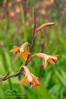 Watsonia flowers
