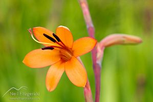 Watsonia flowers