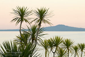 Cabbage trees