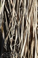 Ti kōuka leaves