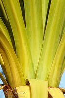 Ti kōuka leaves