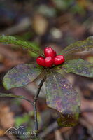 Alseuosmia pusilla fruit