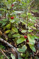 Mountain alseuosmia