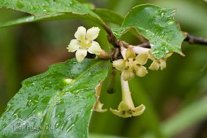 Oak-leaved toropapa flowers