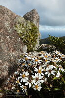 Kirk's tree daisy