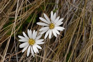 Common mountain daisy