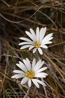 Common mountain daisy