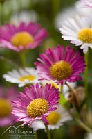Mexican daisy