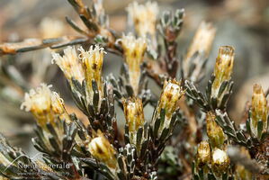 Helichrysum depressum