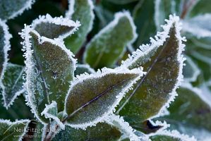 Frosted tree daisy