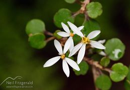 Asterales (daisies & alseuosmia)