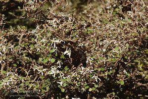 Olearia quinquevulnera