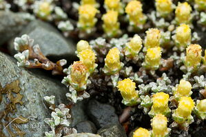 Mat daisy in flower