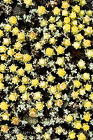 Mat daisy in flower